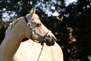 American Quarter Horse