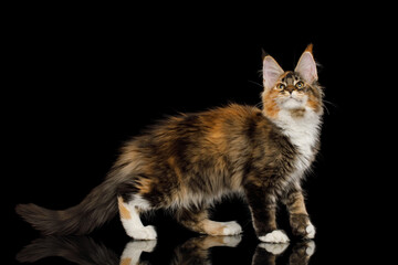 Playful red maine coon cat with polydactyl paws standing on Isolated black background, side view