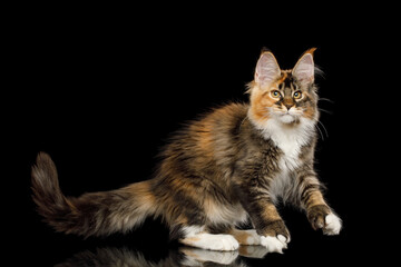 Playful red maine coon cat with polydactyl paws play on Isolated black background