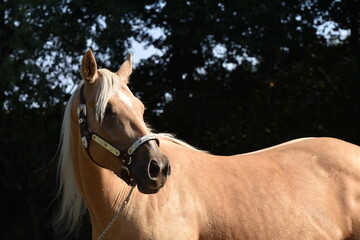 Obraz premium American Quarter Horse