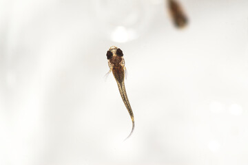 白背景のブラックメタルレースのグッピーの稚魚