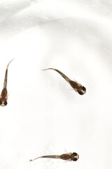 白背景のブラックメタルレースのグッピーの稚魚