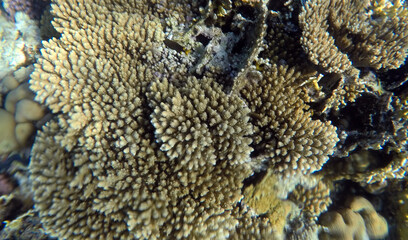 Tropical coral reef. Ecosystem and environment. Egypt. Near Sharm El Sheikh