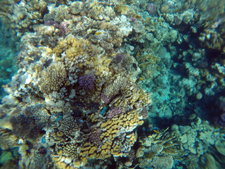 Tropical coral reef. Ecosystem and environment. Egypt. Near Sharm El Sheikh