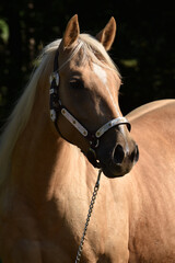 American Quarter Horse