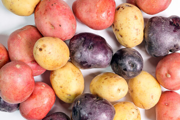 Mixed color small potato variety on white background