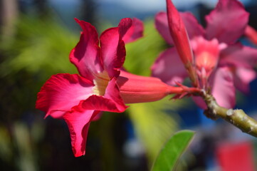 Bunga kamboja, Beautiful macro shot of a frangipani ornamental plant