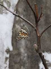 Side view of butterfly with beautiful colorful wings perched on small branch with abstract blurry wall as background.  