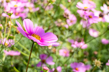 brightly colored cosmos is blooming in the garden.