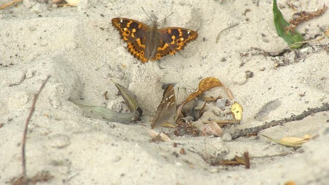 Two butterflies sit close-up on a sandy surface, resting on the sand and sucking moisture from the bottom of the ground with their trunk, before suddenly flying away.