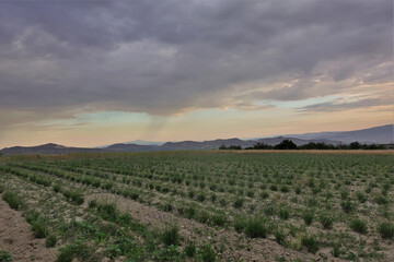 Early morning in Cappadocia. Lavender grows in rows on the field, starting to bloom. Silhouettes of mountains in the distance. Lilac clouds in the blue sky. Turkey