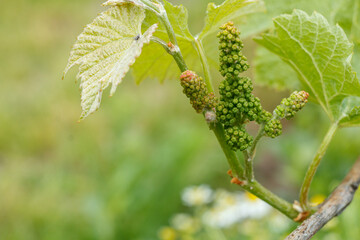 Unripe, young wine grapes in vineyard in early summer.