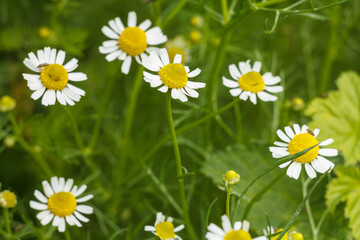 Flower of chamomile with blurred same flowers in the background