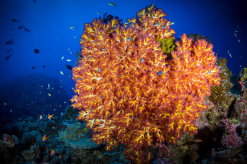 Fototapeta na wymiar Brightly coloured corals, sea fans and sponges at Indonesian dive site