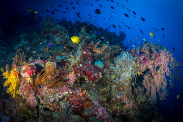 Fototapeta na wymiar Brightly coloured corals, sea fans and sponges at Indonesian dive site