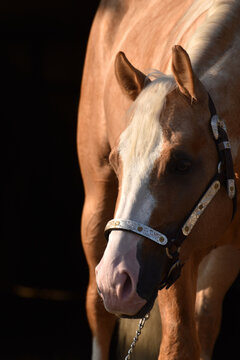 American Quarter Horse