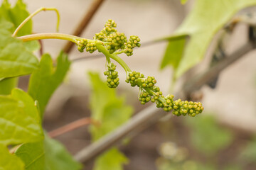 Unripe, young wine grapes in vineyard in early summer.