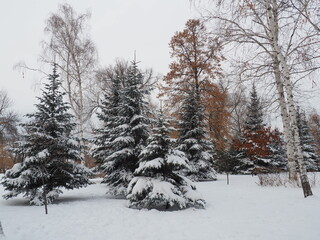 Fototapeta premium winter