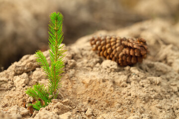 a green spruce seedling grows on dry soil. There is a fir cone nearby. Arid land greening concept.
