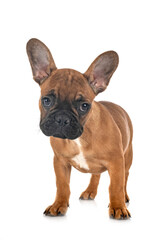 french bulldog in studio