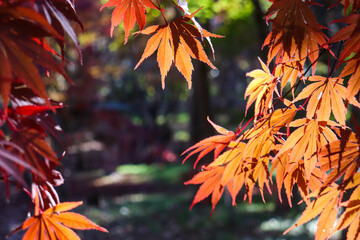 紅葉 もみじ オレンジ 和風 美しい 日本 庭園
