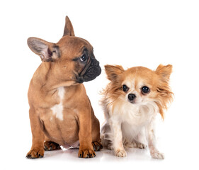 Obraz premium french bulldog and chihuahua