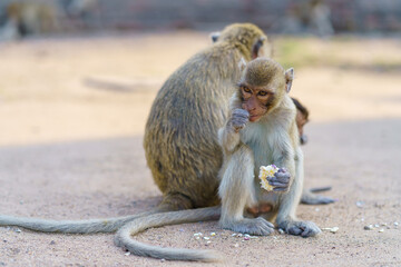 Portrait of Monkey or crab-eating macaque live at Phra Prang Sam Yod. Lop Buri Thailand