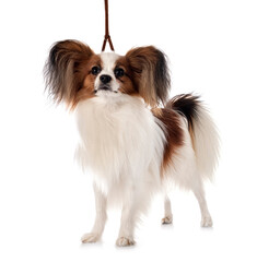 papillon dog in studio