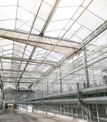 Growing tomatoes in a hydroponic greenhouse with natural light. Green tomato leaves with growing fruit