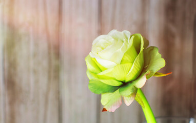 White rose close up Blurred wood wall background., Beautiful white rose.