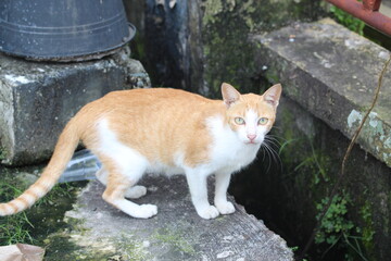 ownerless stray cat