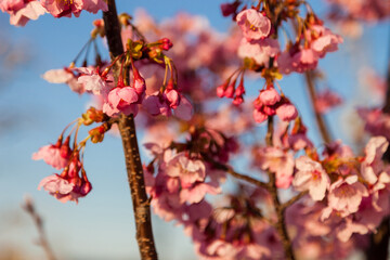 Pink blossom sakura flowers on a spring day in Japan., Beautiful Japanese Cherry blossoms - Sakura..