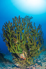 Huge green hard coral structure at liveaboard scuba diving site in Indonesia