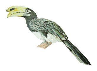 サイチョウ　犀鳥　精密画