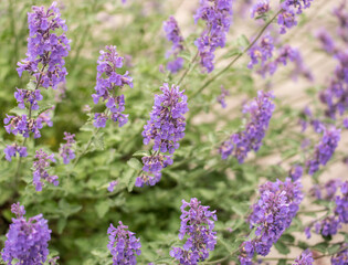 Field of Lavender, Lavandula angustifolia, Lavandula officinalis