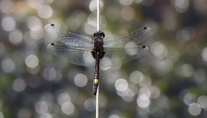 Nordische Moosjungfer - Ruby Whiteface