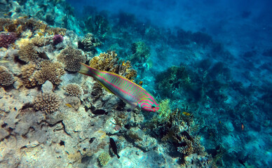 Tropical coral reef. Ecosystem and environment. Egypt. Near Sharm El Sheikh