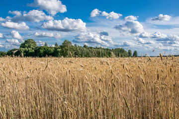 Cereals field and sky with white clouds. Picturesque rural landscape.