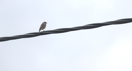The bird sits on an electric cable.