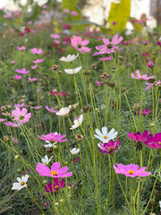 Obraz na płótnie Canvas pink and white flowers in the garden