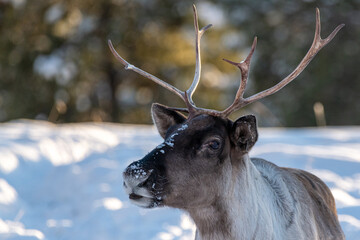 One single, alone caribou reindeer seen in wilderness, wild outdoors during winter season with snow in northern Canada, Yukon Territory. Side profile of face with antlers. © Scalia Media