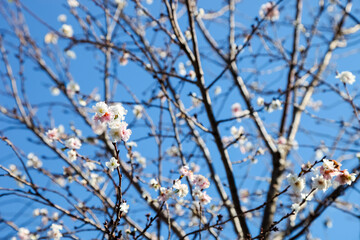 Sakura flower blooming on blue sky background.