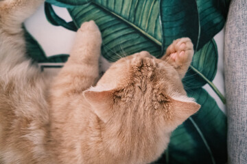 Cat Sleeping in pet bed