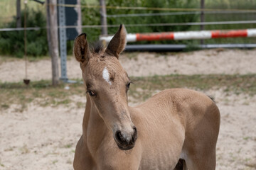 Obraz na płótnie Canvas Small newborn yellow foal looking over the shoulder to the camera. Neck and head against a sandy background