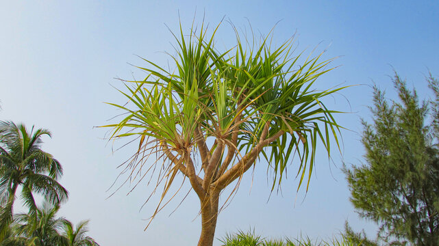 Fragrant Screwpine plant (Pandan Leaves) 