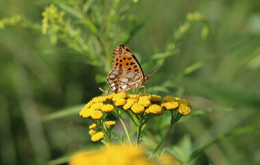 Kleiner Perlmuttfalter - 
