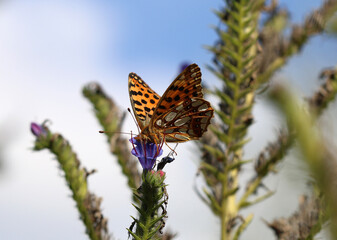 Kleiner Perlmuttfalter - 