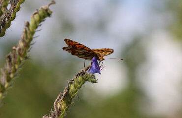 Kleiner Perlmuttfalter - 