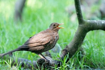 The brown female blackbird sits on a branch in a green lawn. The common blackbird, Turdus merula, seen from the side