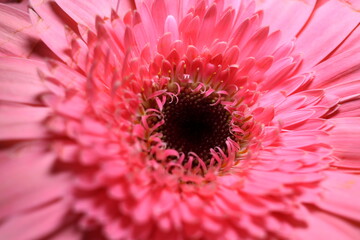 
gerbera flower macro photo, very close up, natural flower.